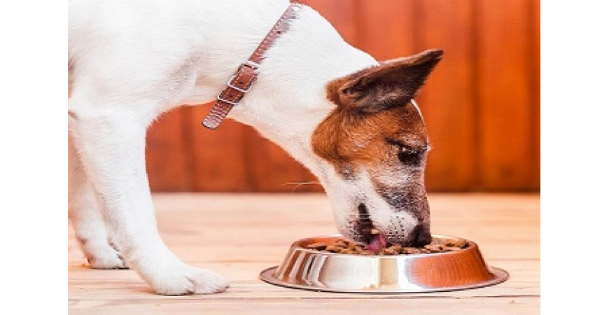 Como a tecnologia pode ajudar seu bichinho